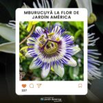 ¡La ganadora de la elección de la Flor de Jardín América es la flor del MBURUCUYÁ!