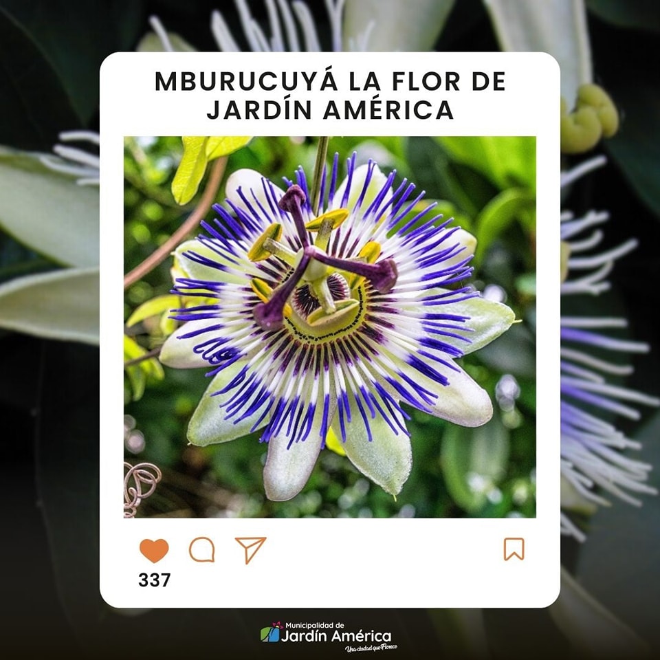 ¡La ganadora de la elección de la Flor de Jardín América es la flor del MBURUCUYÁ!