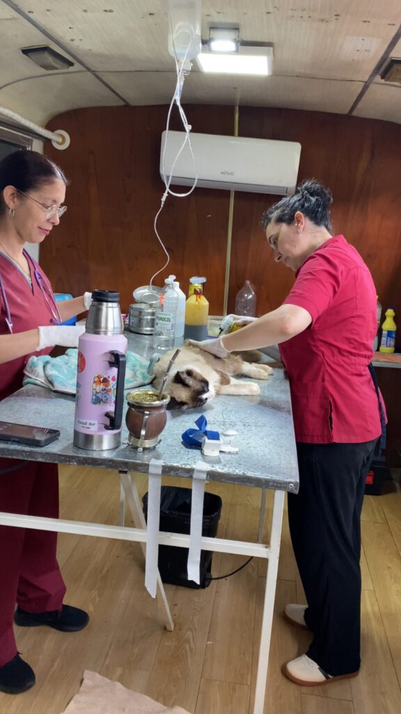 Historias que hablan por sí solas. Vecinas de nuestra comunidad comparten su experiencia tras castrar a sus perros y gatos junto al equipo de Zoonosis de la Municipalidad